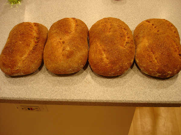 Test Fermentations 1-4 From Left to Right - Crust